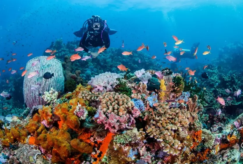 Puerto Galera diving