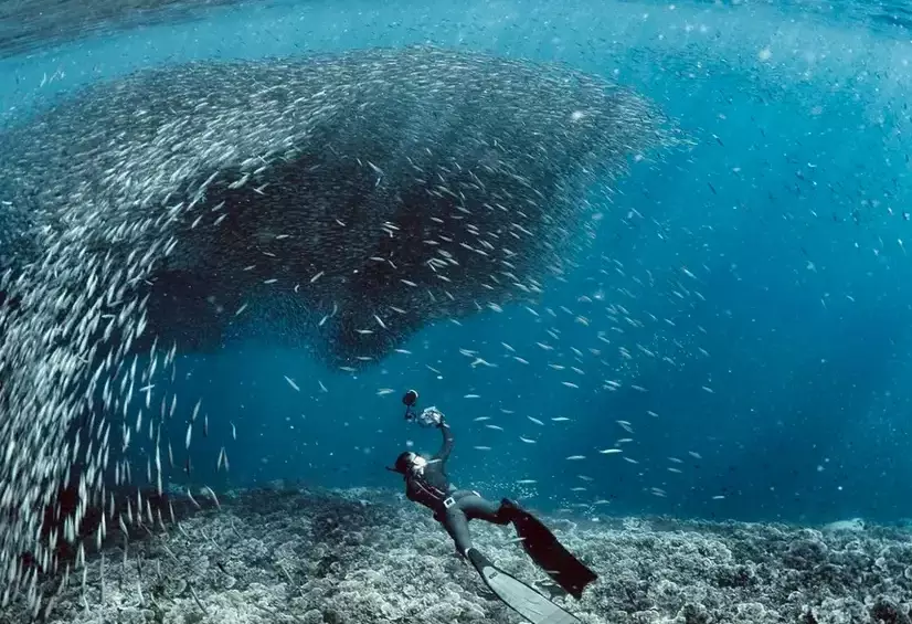 best Philippines dive sites