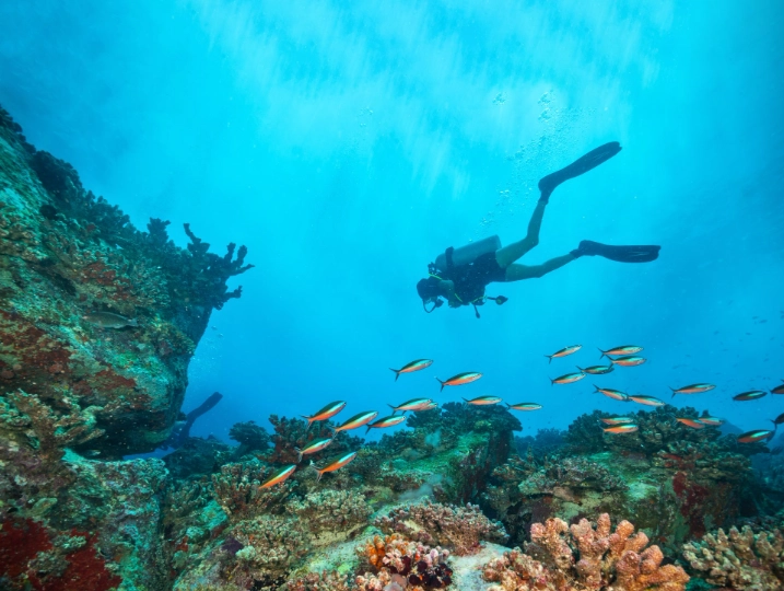 Caribbean diving November