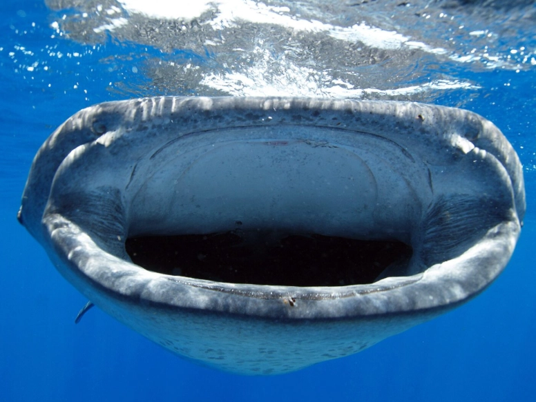 caribbean scuba diving