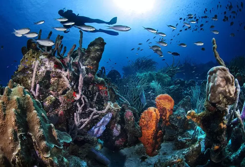 best dive sites Caribbean