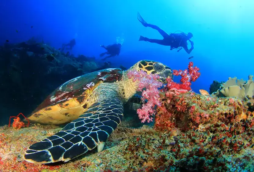 top dive sites caribbean