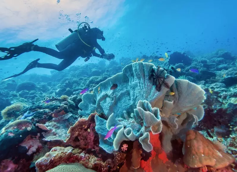 best time to dive Philippines