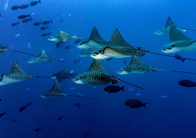 best diving in december