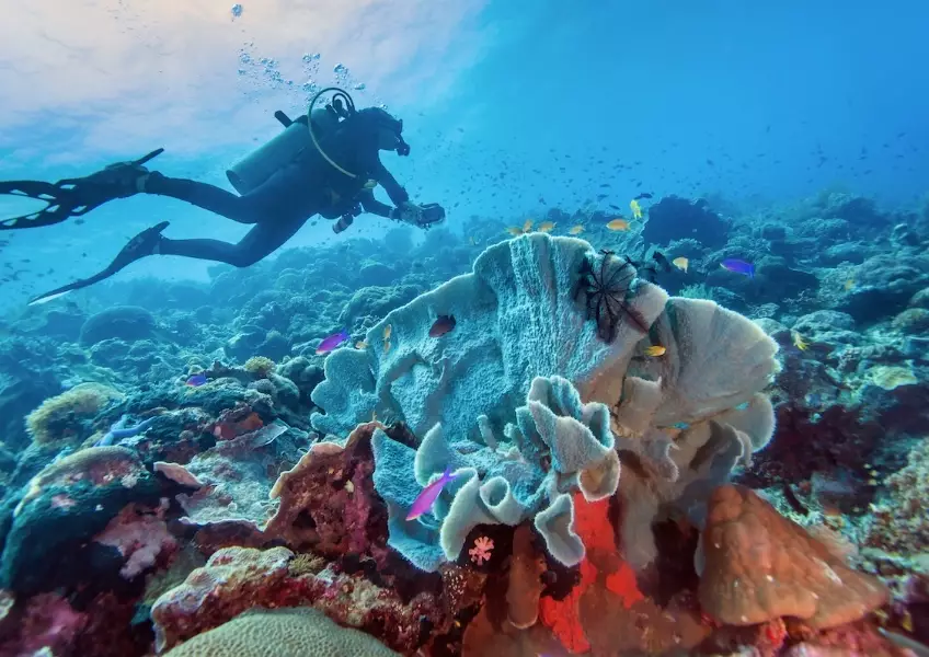 Philippines diving season