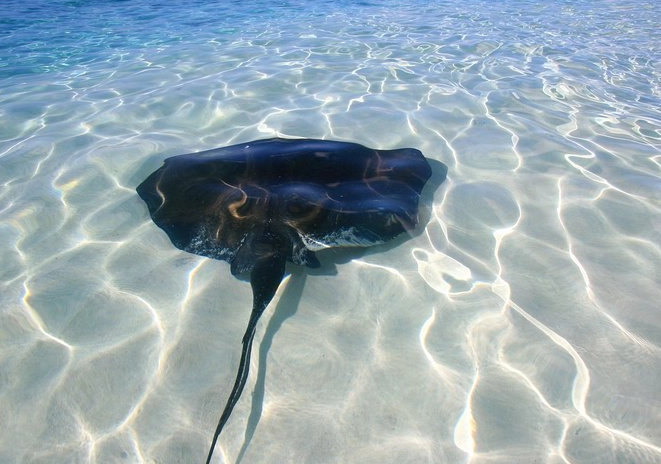conch diving Turks and Caicos