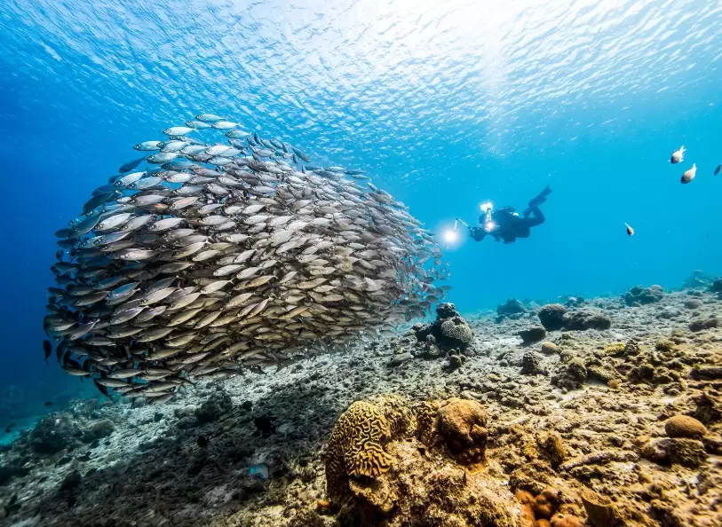 best dive sites fall best dive sites fall