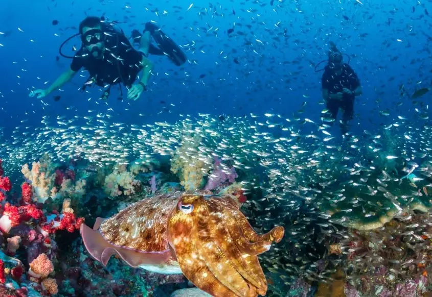 October dive destinations