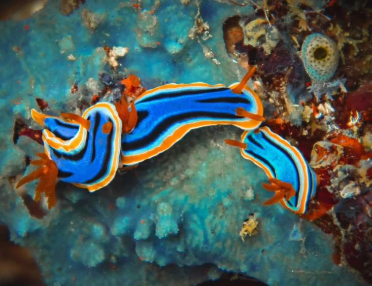 dry season diving Philippines