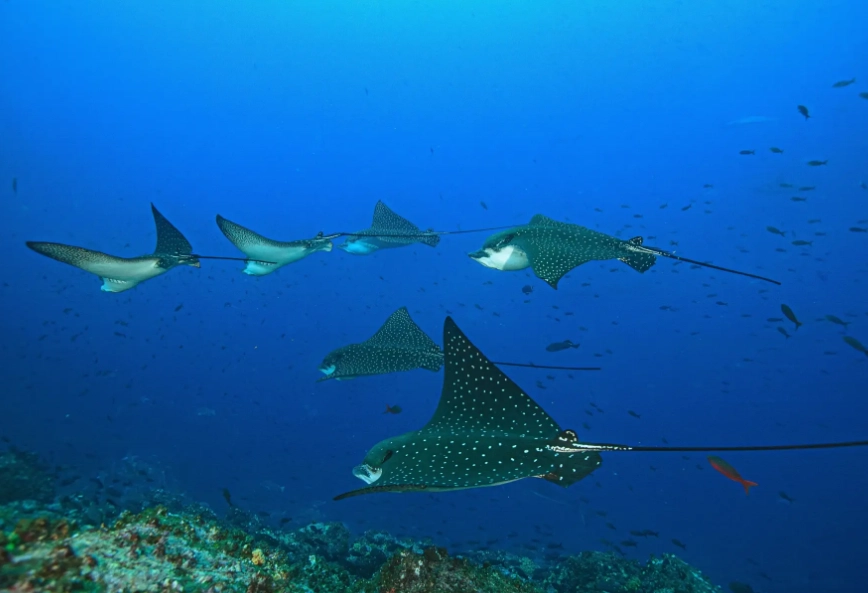 best months to dive Philippines