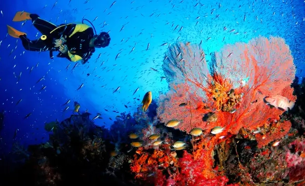 winter diving destinations