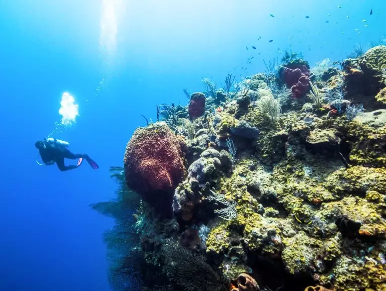 diving Providenciales