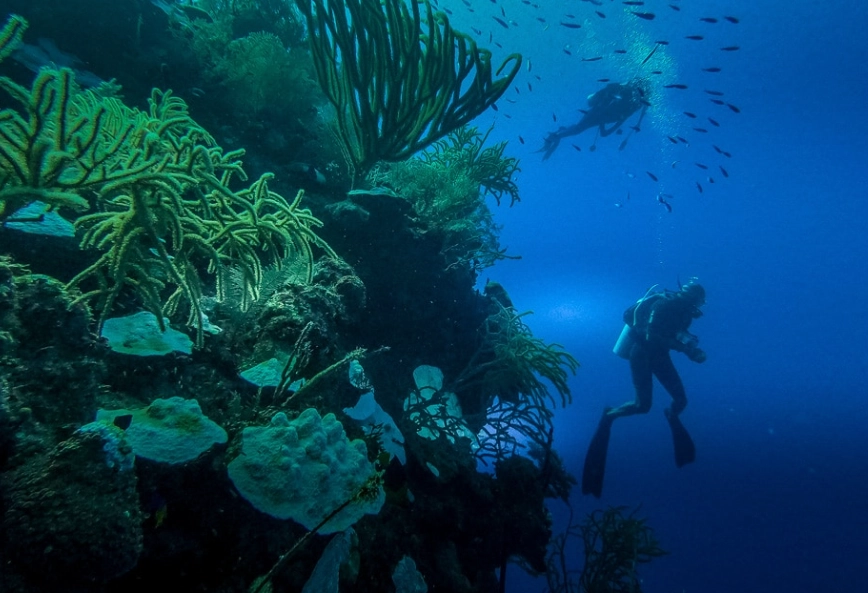 how to dive for conch