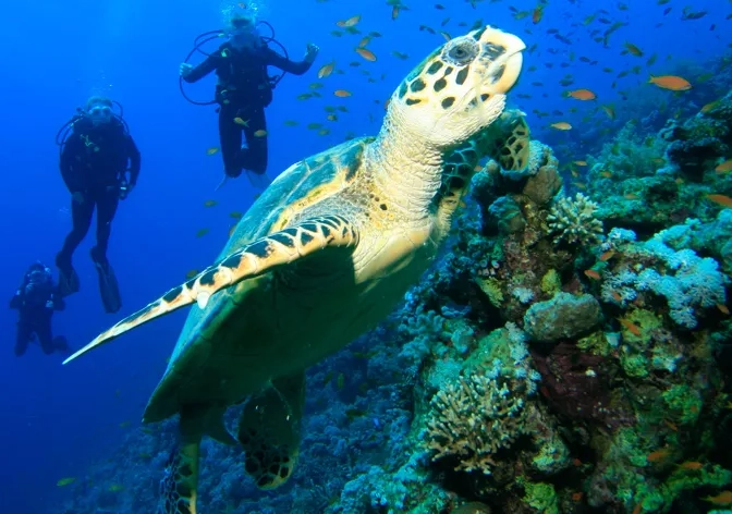 Best Caribbean Diving in October & November: Ultimate Guide