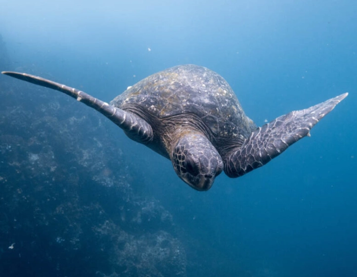 scuba diving in December