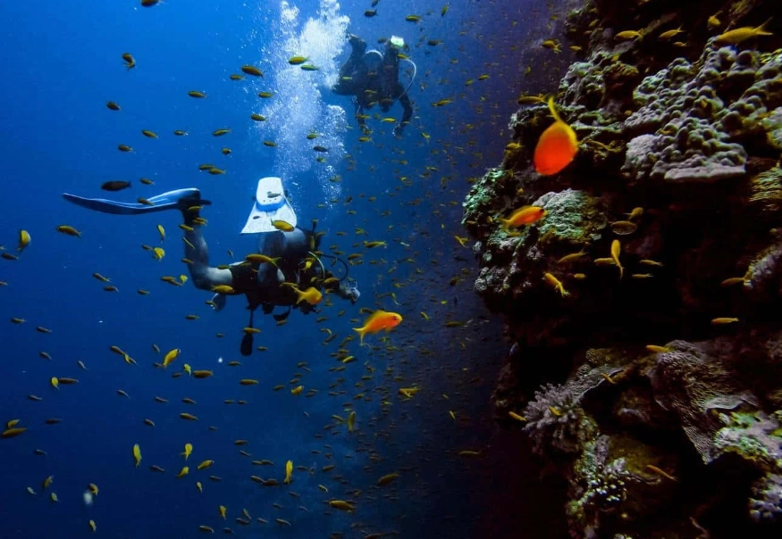 Best Diving in October: Top Destinations & Insider Tips