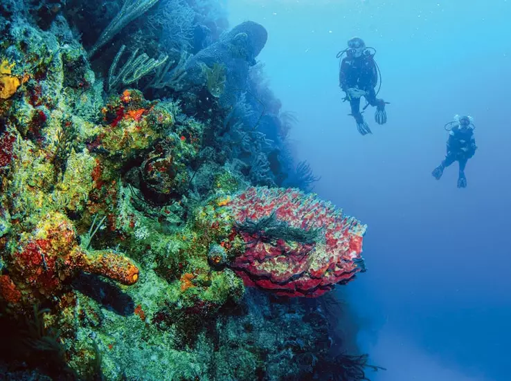 The Ultimate Guide to Diving in Providenciales, Turks and Caicos
