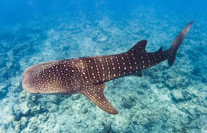 winter scuba diving destinations