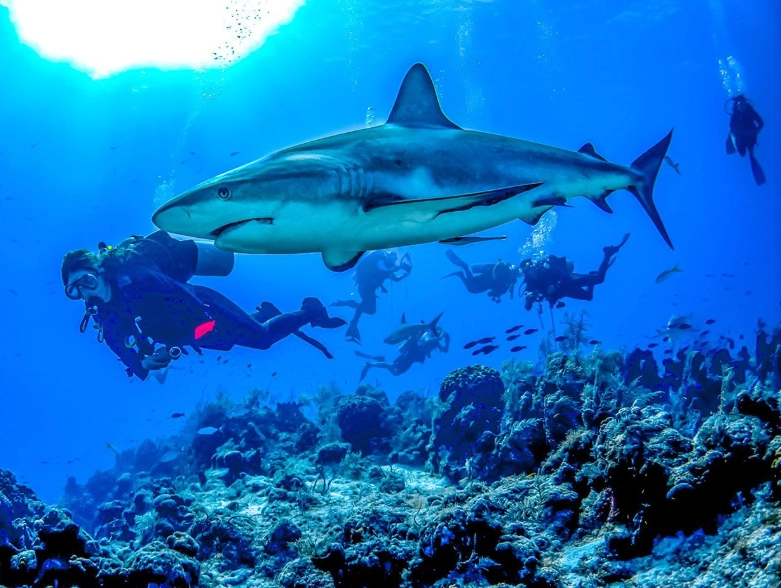Turks and Caicos diving