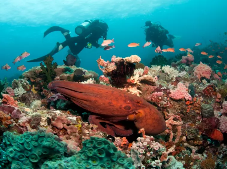 best dive sites Philippines