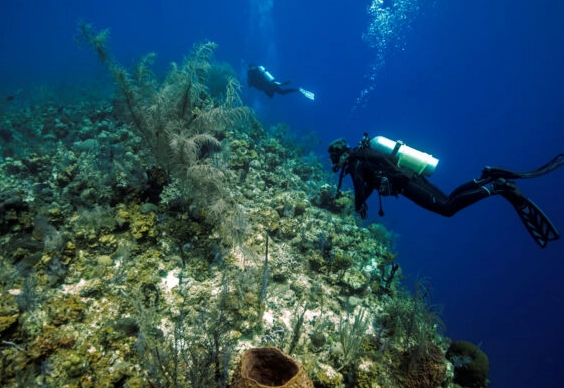 Turks and Caicos Scuba Diving: Sites, Seasons & Insider Tips