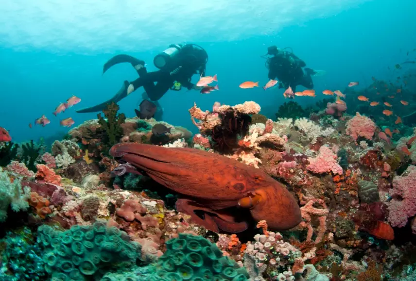 best diving in the Philippines