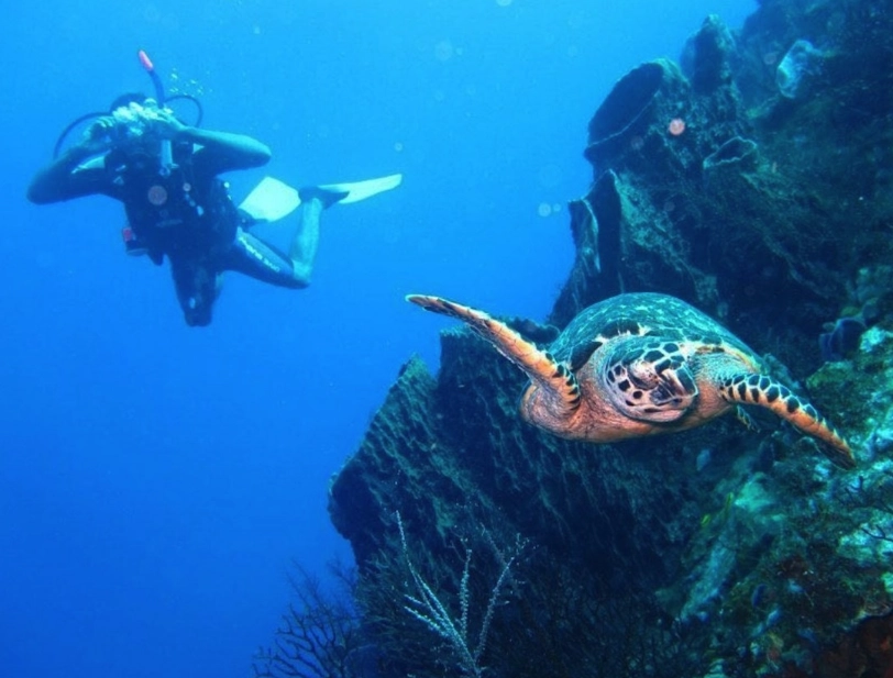 Bonaire: The Caribbean's Diving Capital for Beginners