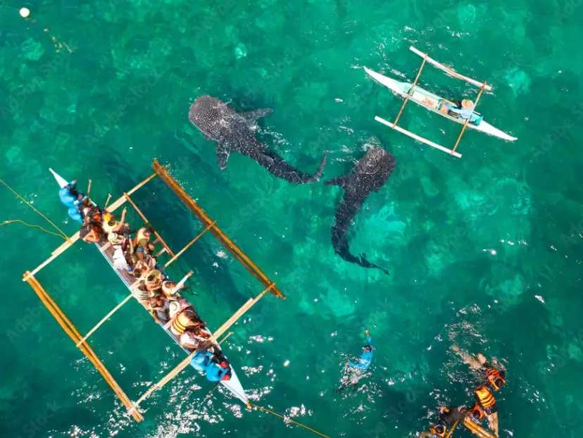 Philippines diving capital