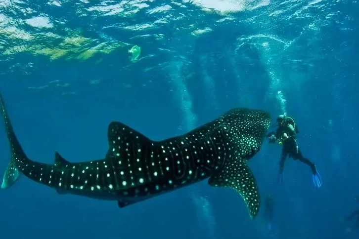 when to dive Moalboal