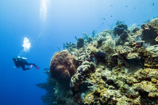 Caribbean diving trips