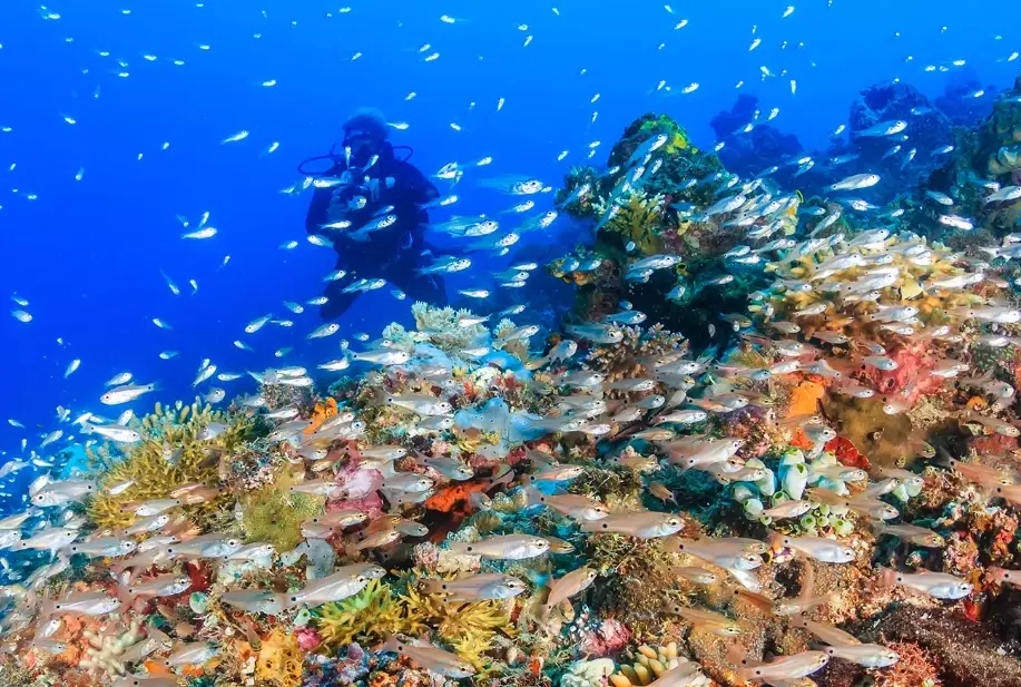 Best Caribbean Diving in April: Ultimate Guide & Top Spots