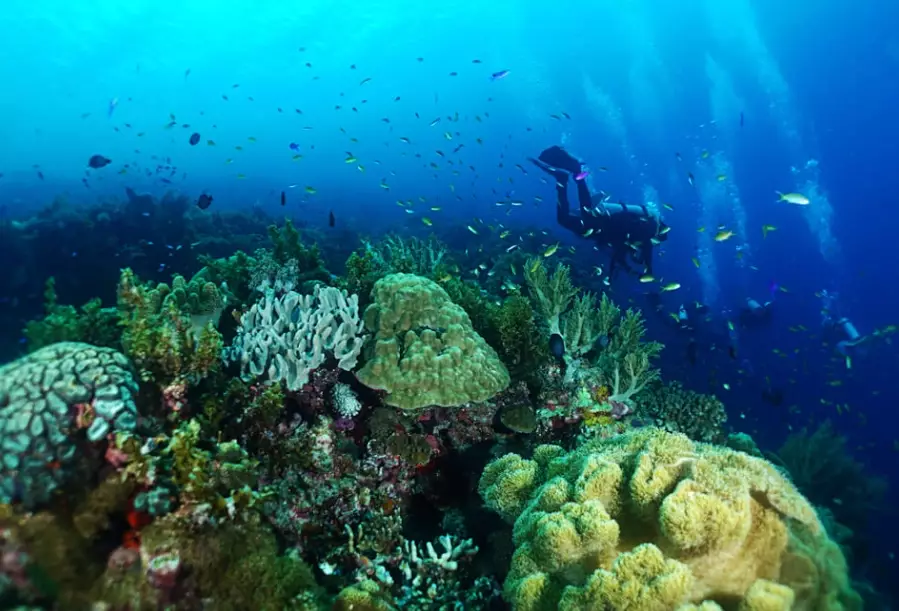 best time to dive Cebu