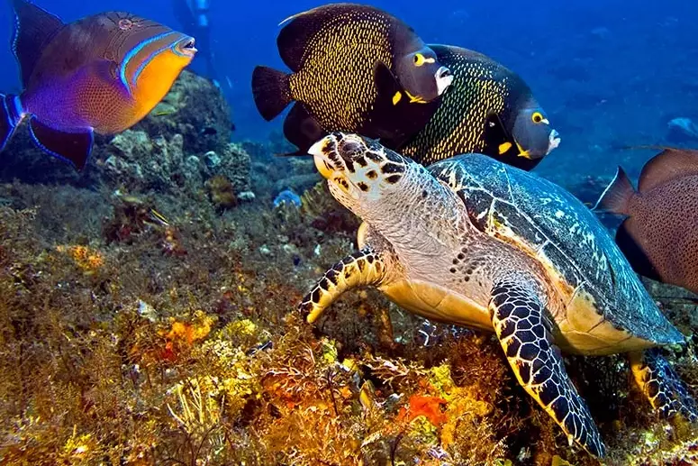 Ultimate Guide to the Best Scuba Diving in the Caribbean