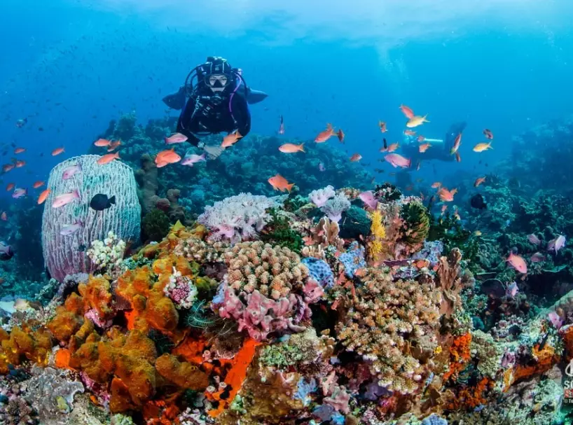 best dive sites Philippines