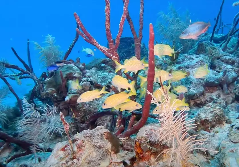 diving season by month