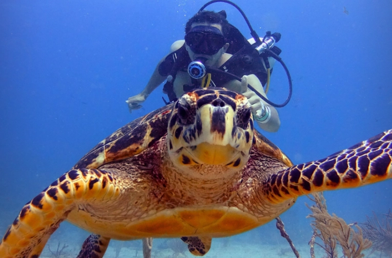 scuba diving seasons