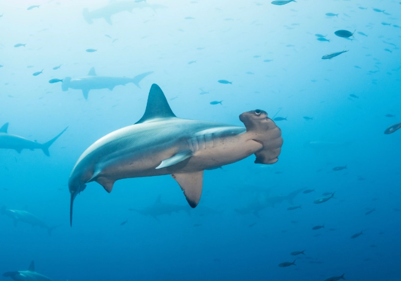 diving season by month