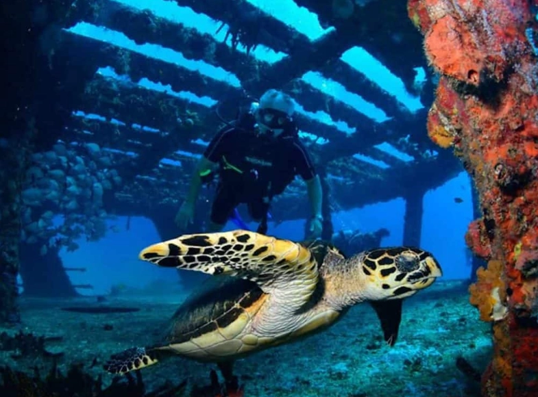 Ultimate Guide to Scuba Diving in Cancun: Reefs, Cenotes & More