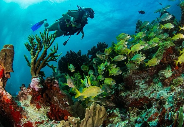 Ultimate Guide to the Best Scuba Diving in Cancun, Mexico