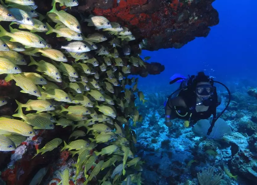 PADI certification Cancun