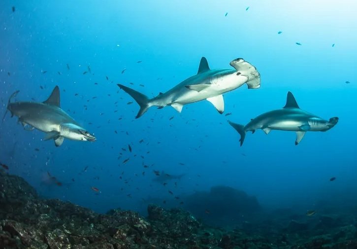 best diving spots Mexico