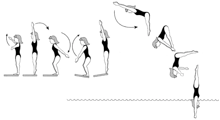 beginner diving steps