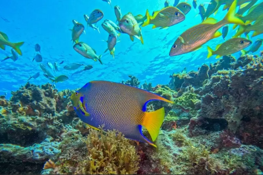 best scuba diving in Mexico