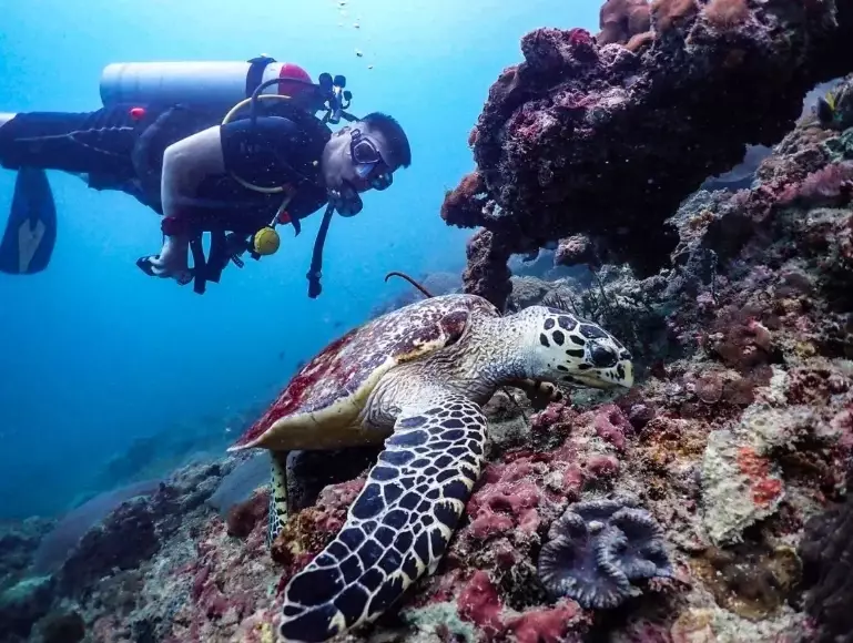 scuba diving Similan Islands