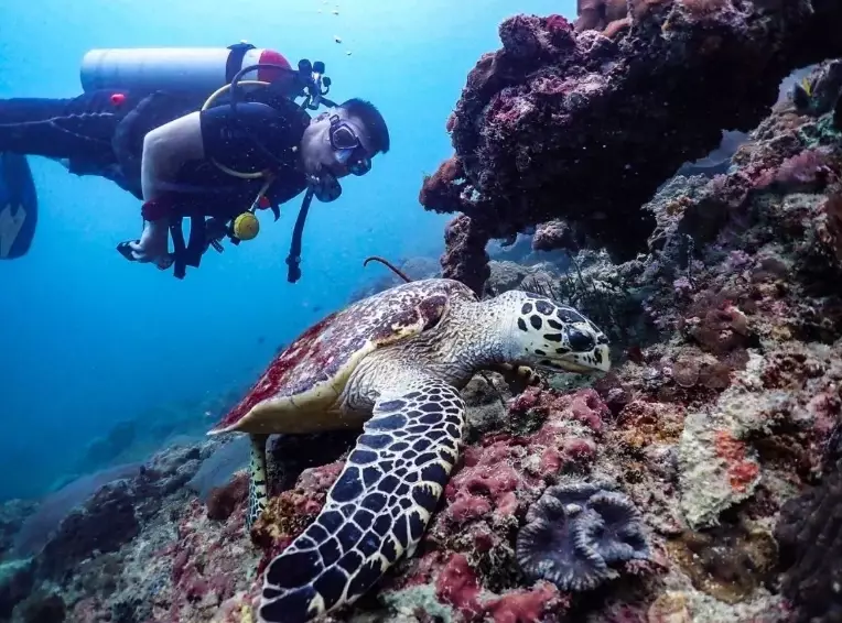diving accidents Thailand